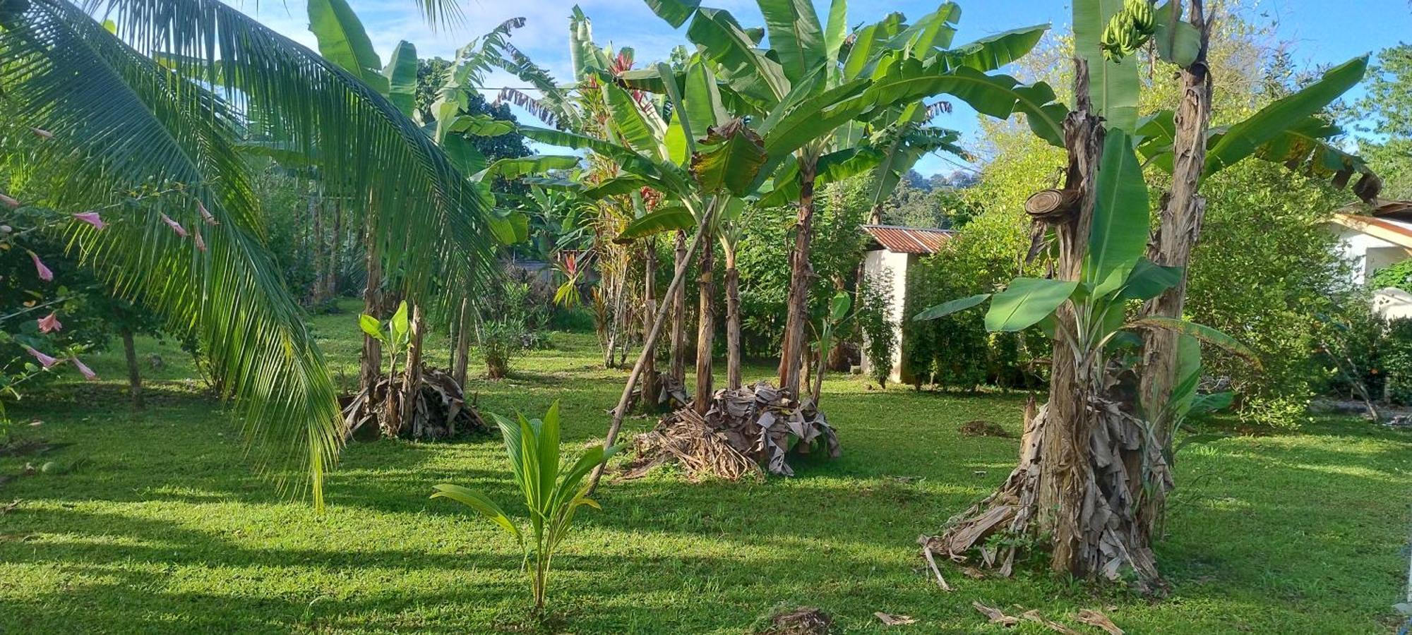 Cabinas Los Tucanes Cahuita Exterior photo